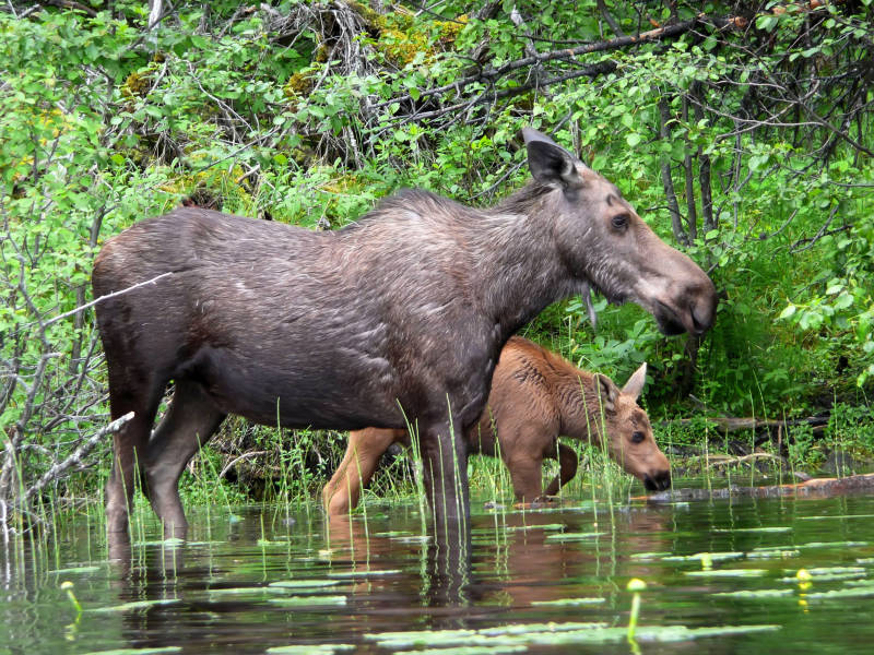 Moose and calf, Needa Lake, BC